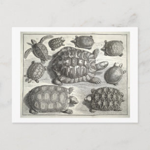 Vintage-Schildkröten-Radierung Postkarte