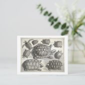 Vintage Schildkrötenätzung Postkarte (Stehend Vorderseite)