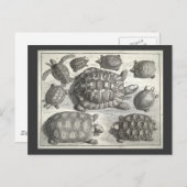 Vintage Schildkrötenätzung Postkarte (Vorne/Hinten)
