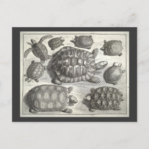 Vintage Schildkrötenätzung Postkarte