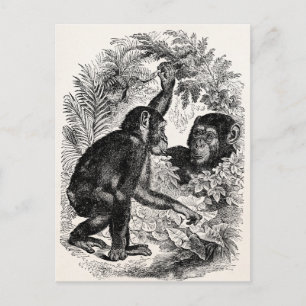 Vintage Schimpansen 1800er Jahre Affe Schimpanse V Postkarte