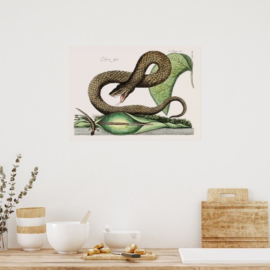 Vintage Schlangen-Illustration Poster (Küche)