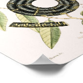 Vintage Schlangen-Illustration Poster (Ecke)