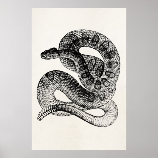 Vintage Schlangen-Reptile-Schlange Poster (Vorne)