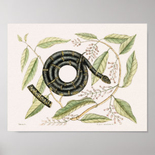 Vintage-Schlangenillustration Poster