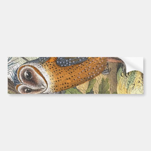 Vintage Schleiereule-Malerei Autoaufkleber (Vorne)