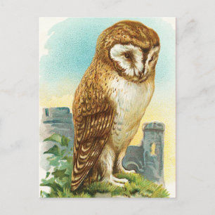 Vintage Schleiereule Postkarte