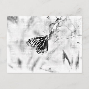 Vintage Schmetterling auf Blüte - Schwarz und Weiß Postkarte