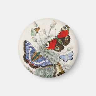 Vintage-Schmetterling-Botanische Wissenschaftliche Magnet