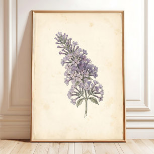 Vintage Schmetterling Botanischer Druck Poster