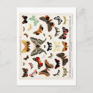 VINTAGE SCHMETTERLING-KARTE POSTKARTE