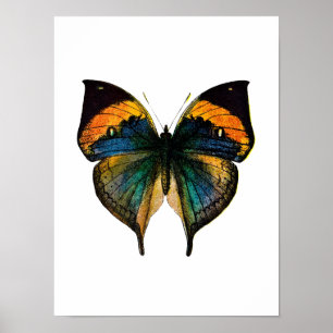 Vintage Schmetterling - Lithografie eines antiken Poster