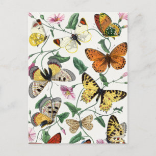 Vintage Schmetterling & Nachtfalter Postkarte