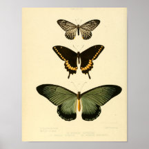 Vintage Schmetterling Poster