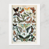 Vintage Schmetterlinge der Welt Postkarte (Vorderseite)