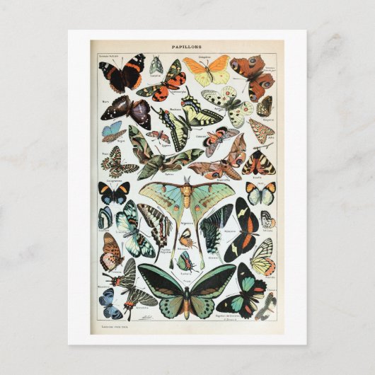 Vintage Schmetterlinge der Welt Postkarte (Vorderseite)