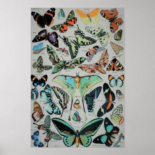 Vintage Schmetterlinge drucken Poster (Vorne)