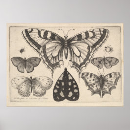 Vintage Schmetterlinge Moth Lepidoptera Print (59) Poster