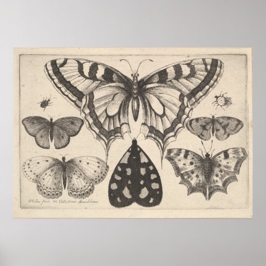 Vintage Schmetterlinge Moth Lepidoptera Print (59) Poster (Vorne)
