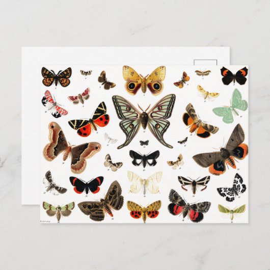 Vintage Schmetterlinge & Moths Illustration Art Postkarte (Vorne/Hinten)