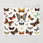 Vintage Schmetterlinge & Moths Illustration Art Postkarte (Vorderseite)