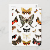 Vintage Schmetterlinge & Moths Illustration Art Postkarte (Vorne/Hinten)