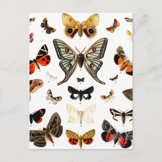 Vintage Schmetterlinge & Moths Illustration Art Postkarte (Vorderseite)