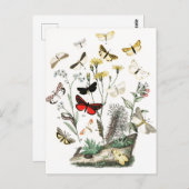 Vintage Schmetterlinge & Moths Illustration Art Postkarte (Vorne/Hinten)