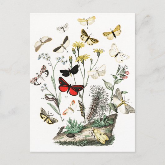 Vintage Schmetterlinge & Moths Illustration Art Postkarte (Vorderseite)