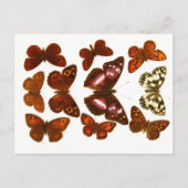 Vintage Schmetterlinge & Moths Zoological Sketch P Postkarte (Vorderseite)
