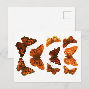 Vintage Schmetterlinge & Moths Zoological Sketch P Postkarte