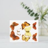 Vintage Schmetterlinge & Moths Zoological Sketch P Postkarte (Stehend Vorderseite)