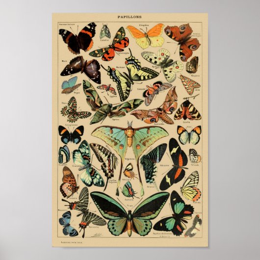 Vintage Schmetterlinge Papillons Poster (Vorne)