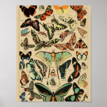 Vintage Schmetterlinge Papillons Poster