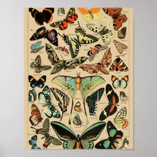 Vintage Schmetterlinge Papillons Poster (Vorne)