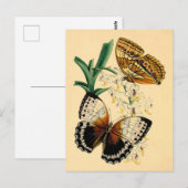 Vintage Schmetterlinge Postkarte (Vorne/Hinten)