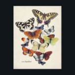 Vintage Schmetterlinge Postkarte<br><div class="desc">Vintage Schmetterlinge Illustration.</div>