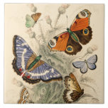 Vintage Schmetterlinge von Oliver Goldsmith Fliese<br><div class="desc">Vintage Schmetterlinge aus "Erdgeschichte und animierte Natur" (1820) von Oliver Goldsmith (1730-1774).</div>