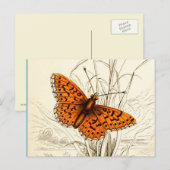 Vintage Schmetterlingsdarstellung, orange und schw Postkarte (Vorne/Hinten)