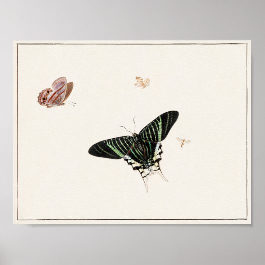 Vintage Schmetterlingsdarstellung Poster (Vorne)