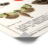 Vintage Schmetterlingsdarstellung Poster (Ecke)