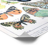 Vintage Schmetterlingsdarstellung Poster (Ecke)