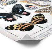 Vintage Schmetterlingsdarstellung Poster (Ecke)