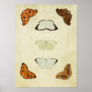 Vintage Schmetterlingsdruck 058 Poster