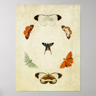 Vintage Schmetterlingsdruck 063 Poster