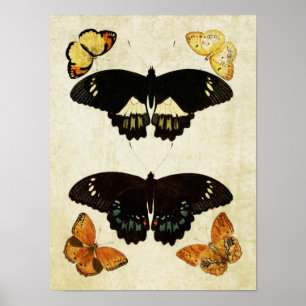 Vintage Schmetterlingsdruck 157 Poster