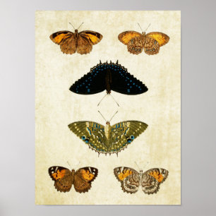 Vintage Schmetterlingsdruck 161 Poster