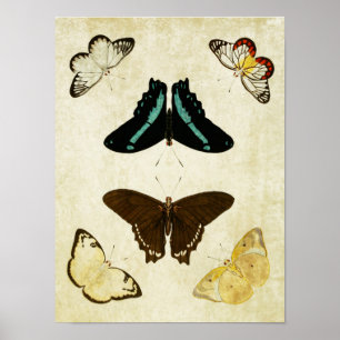 Vintage Schmetterlingsdruck 187 Poster