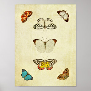 Vintage Schmetterlingsdruck 201 Poster