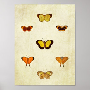 Vintage Schmetterlingsdruck 331 Poster